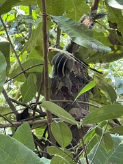 Funambulus tristriatus
