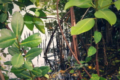 Rhizophora