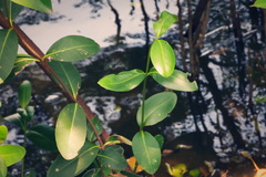Rhizophora
