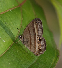 Cissia proba