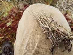 Cladonia scabriuscula