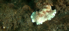 Goniobranchus