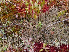 Cladonia scabriuscula