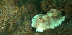 Goniobranchus
