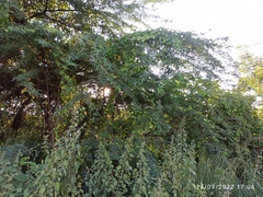 Prosopis juliflora