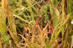 Chasmanthe aethiopica