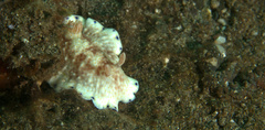 Goniobranchus