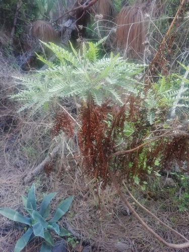 Gonospermum canariense subsp. canariense image