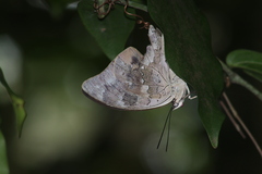 Archaeoprepona demophoon gulina
