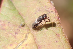 Eurytoma