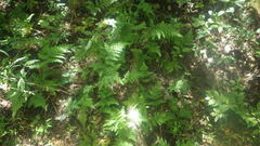 Selaginella polymorpha