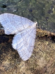 Operophtera fagata