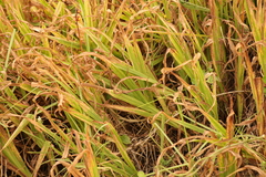 Chasmanthe aethiopica