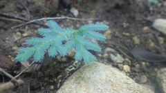Selaginella polymorpha