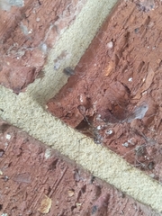 Smeringopus natalensis