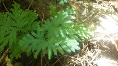 Selaginella polymorpha