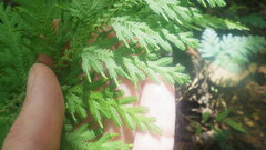 Selaginella polymorpha