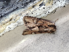 Mniotype occidentalis