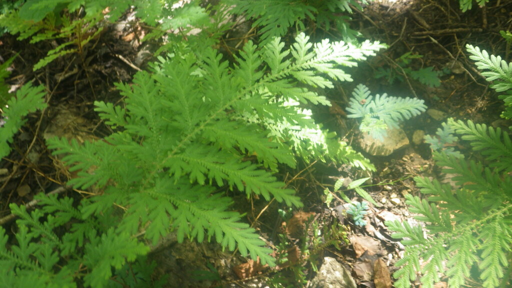 Selaginella pervillei