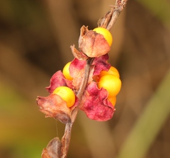 Chasmanthe aethiopica
