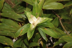 Freycinetia scandens