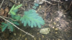 Selaginella polymorpha