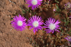 Disphyma crassifolium