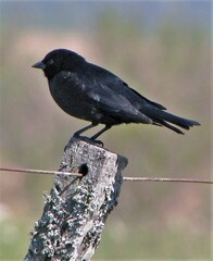 Molothrus rufoaxillaris