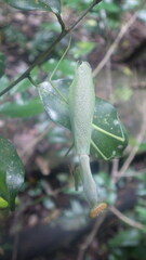 Tarachomantis