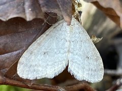 Operophtera fagata