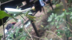 Tarachomantis