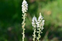 Reseda alba