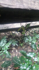 Tarachomantis