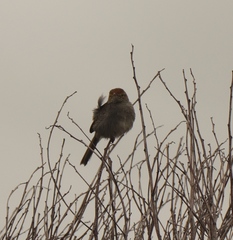 Cisticola fulvicapilla