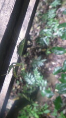 Tarachomantis