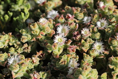 Mesembryanthemum crystallinum