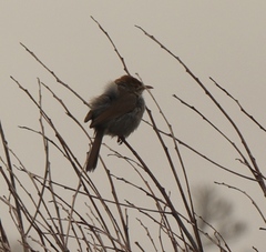Cisticola fulvicapilla