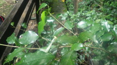 Tarachomantis