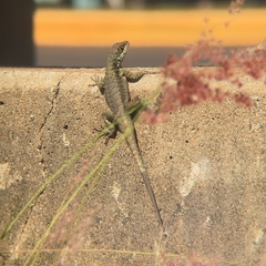 Tropidurus