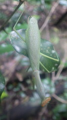 Tarachomantis