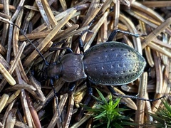 Carabus sylvestris