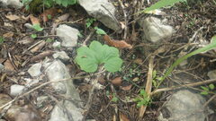 Tacca ankaranensis