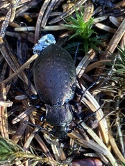 Carabus sylvestris