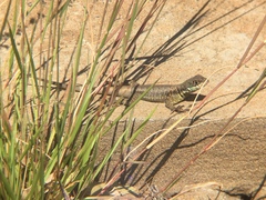 Tropidurus