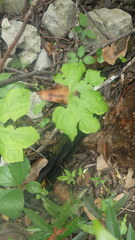Tacca ankaranensis