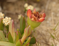 Carpobrotus