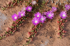 Disphyma crassifolium