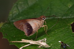 Calpodes longirostris