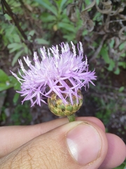 Cheirolophus canariensis