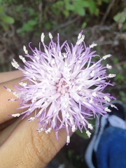 Cheirolophus canariensis